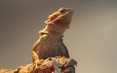 Bearded Dragon Staying On Cool Side