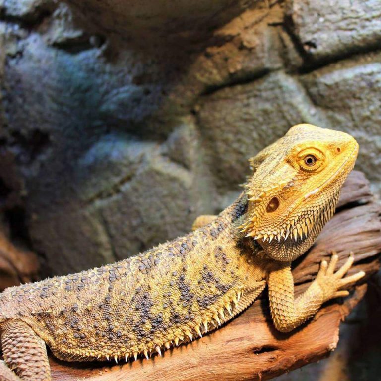 12 Month Old Bearded Dragon