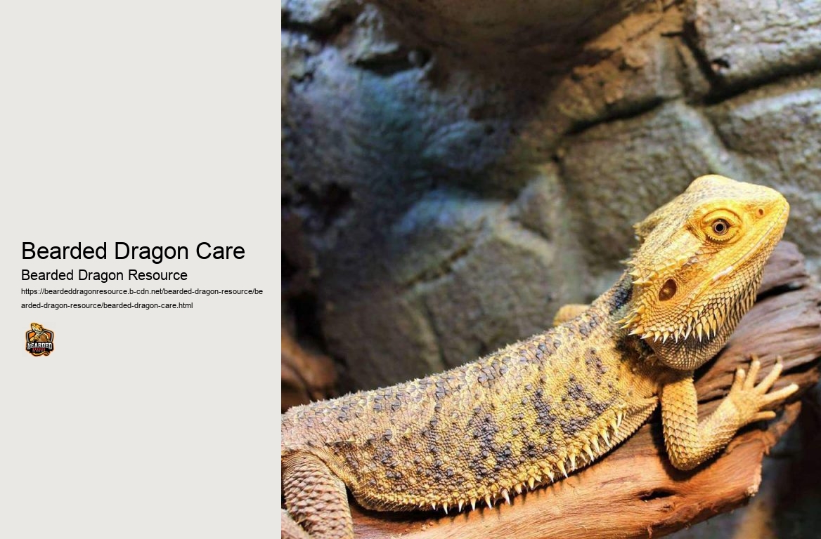 Bearded Dragon Care