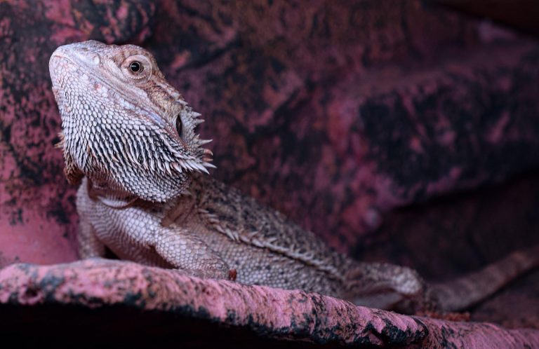 Do Bearded Dragons Need A Red Light At Night