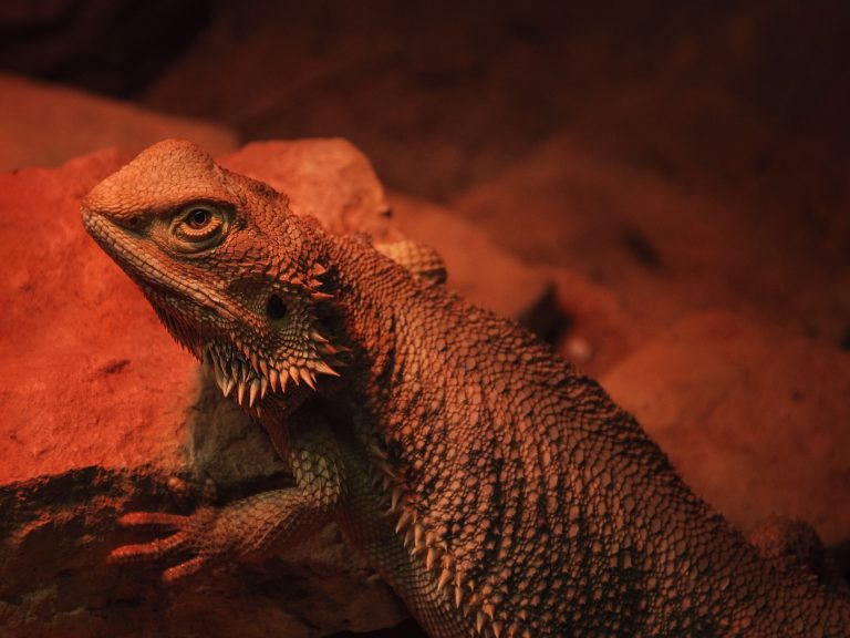 How To Fix Mbd In Bearded Dragons