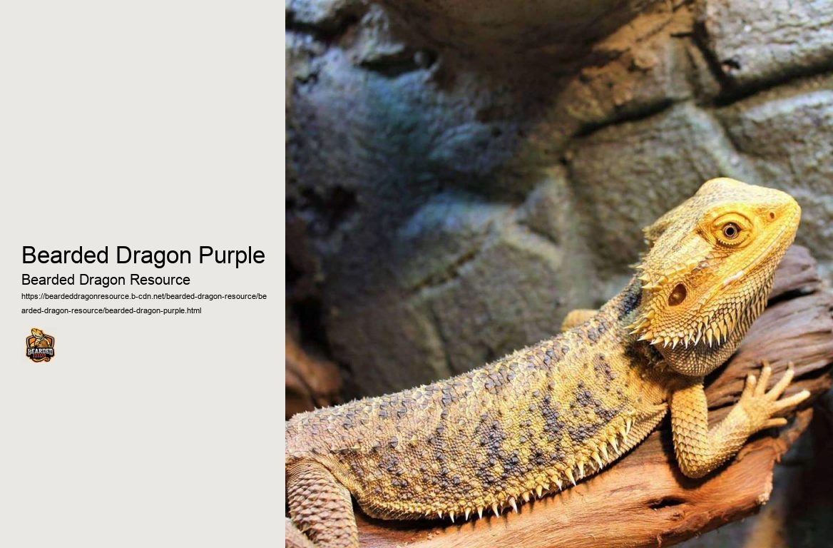 Bearded Dragon Purple