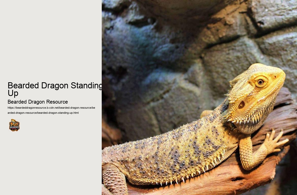 Bearded Dragon Standing Up