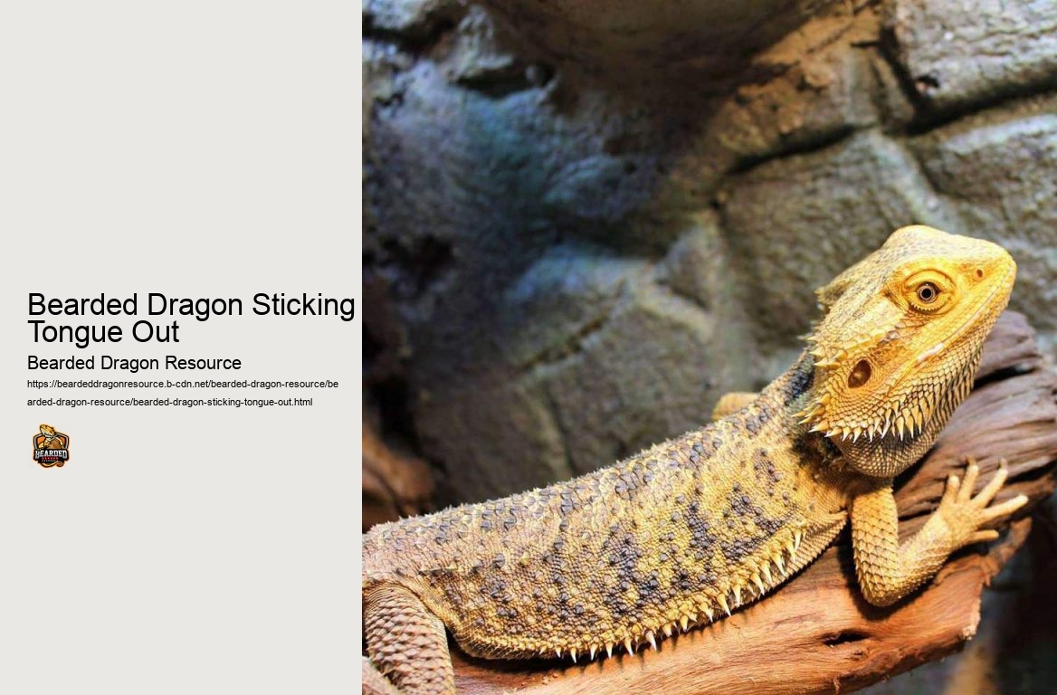 Bearded Dragon Sticking Tongue Out