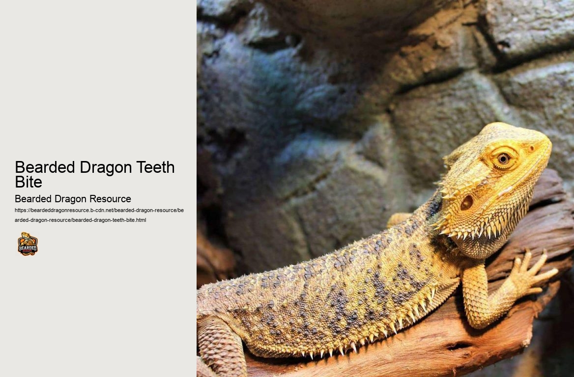 Bearded Dragon Teeth Bite