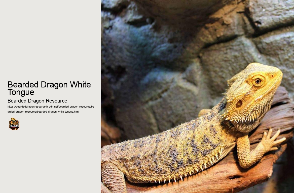 Bearded Dragon White Tongue