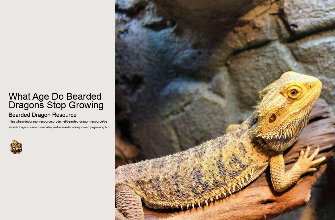 What Age Do Bearded Dragons Stop Growing