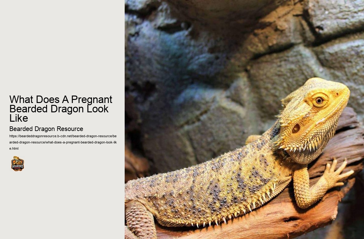 What Does A Pregnant Bearded Dragon Look Like