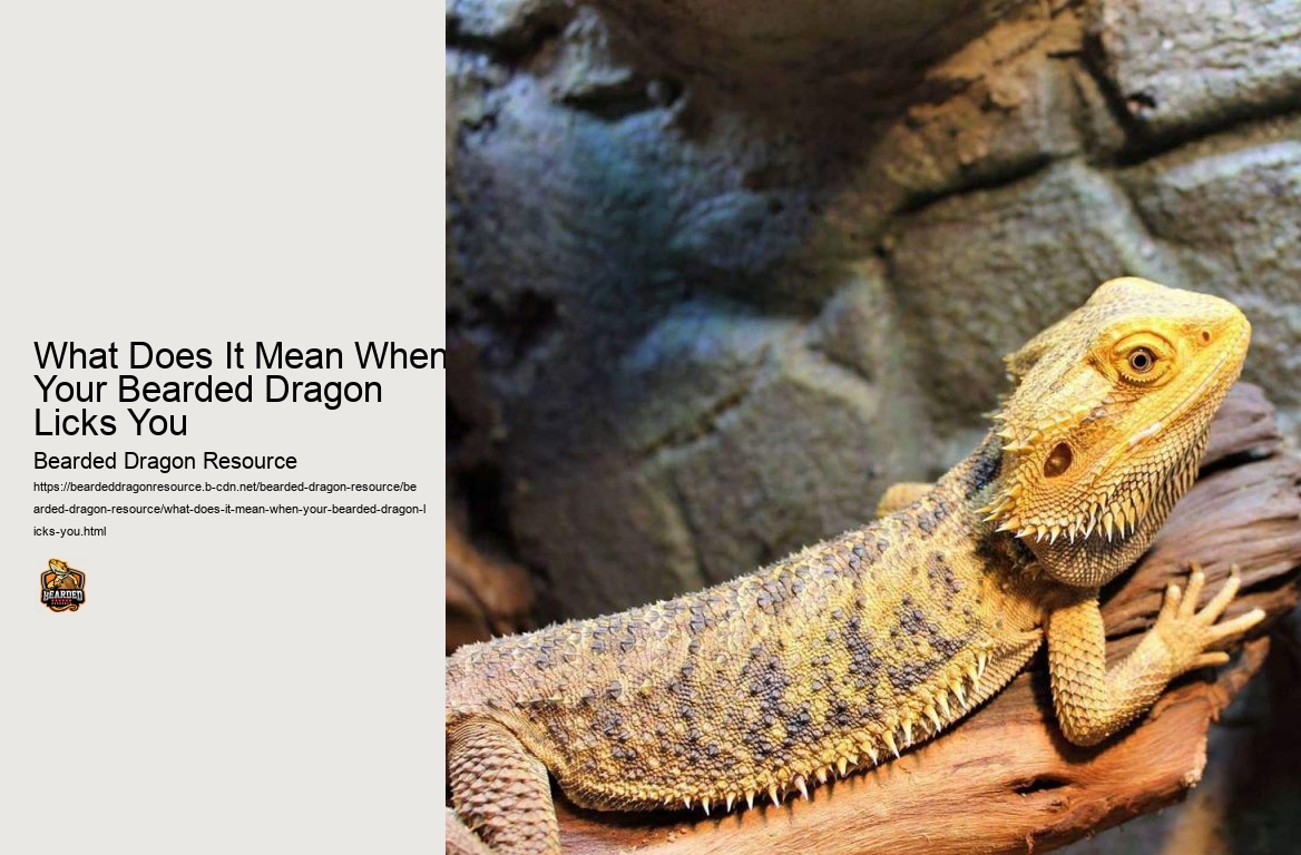 What Does It Mean When Your Bearded Dragon Licks You