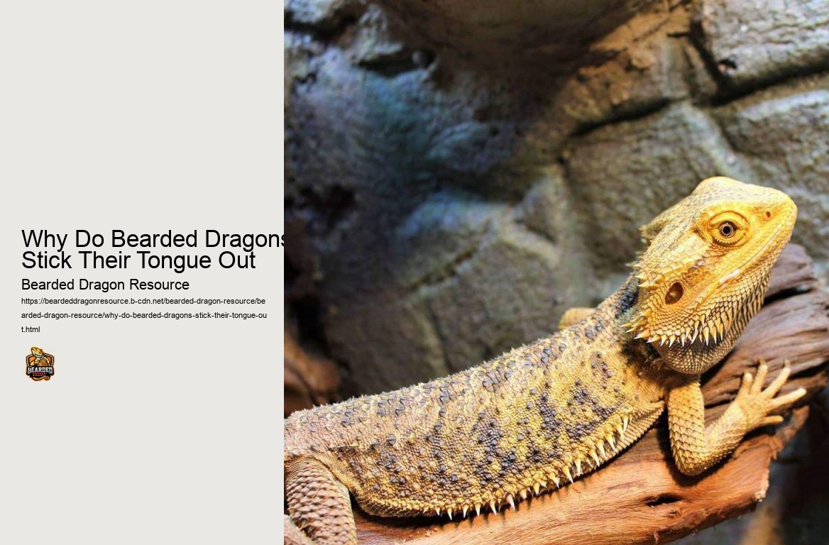 Why Do Bearded Dragons Stick Their Tongue Out